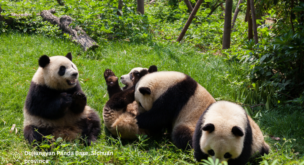 Day 8 – Dujiangyuan Panda Base