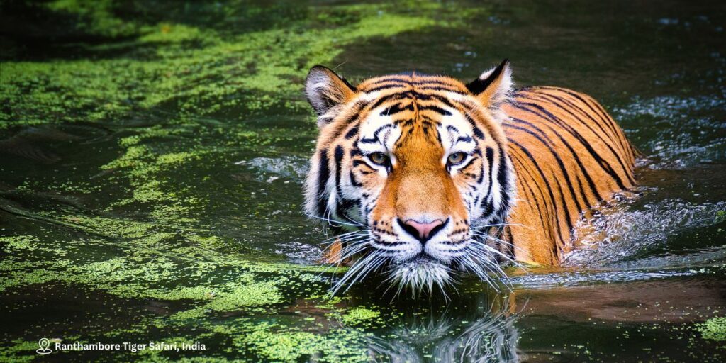 Day 6 – Ranthambore Tiger Safari
