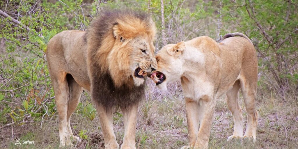 Day 4 – Safari in Kruger National Park