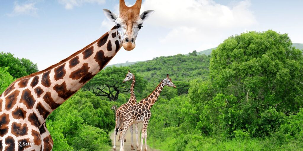 Day 5 – Wildlife Rehabilitation Tour & Nature Walk