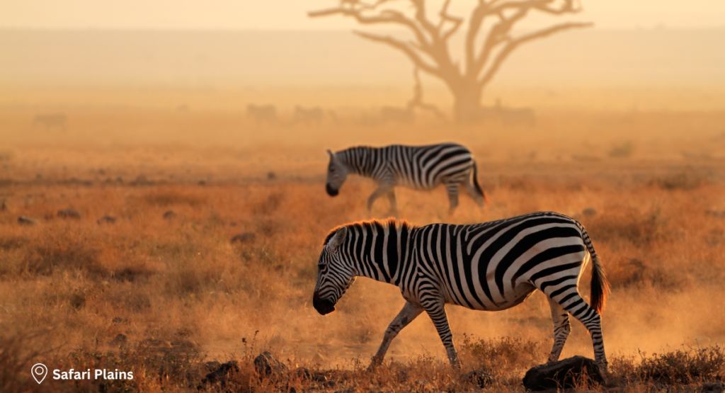 Day 2- Safari Plains